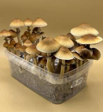 Aztec God Magic Mushroom Grow Kit