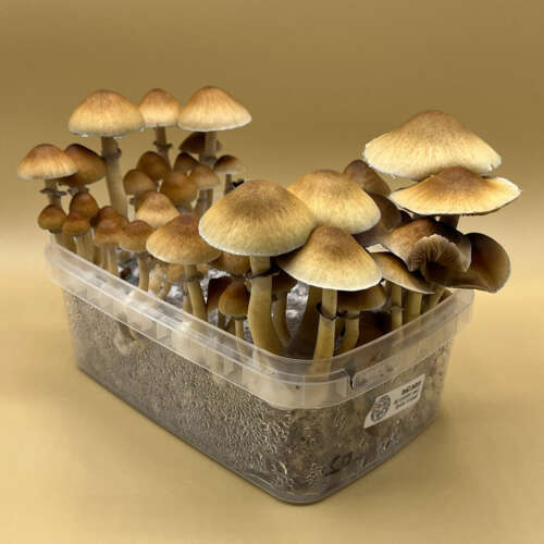 Aztec God Magic Mushroom Grow Kit