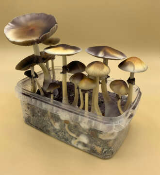 B Plus Magic Mushroom Grow Kit