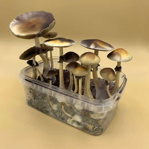 B Plus Magic Mushroom Grow Kit