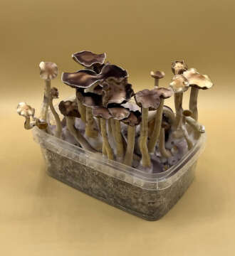 Cambodian Magic Mushroom Kit