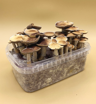 Golden Teacher Magic Mushroom Kit