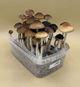 Malabar Magic Mushroom Kit