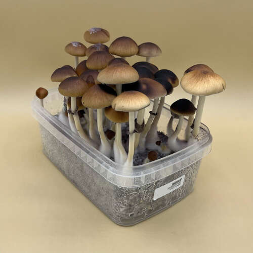 Malabar Magic Mushroom Kit