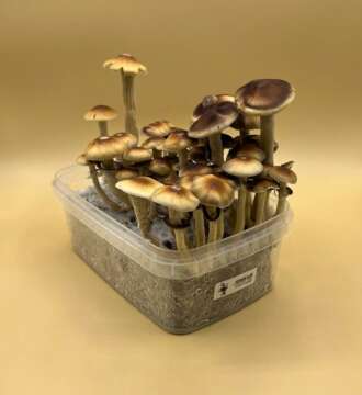 blue meanie magic mushroom kit