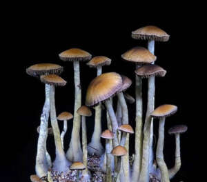 Magic Mushroom Kit Growing